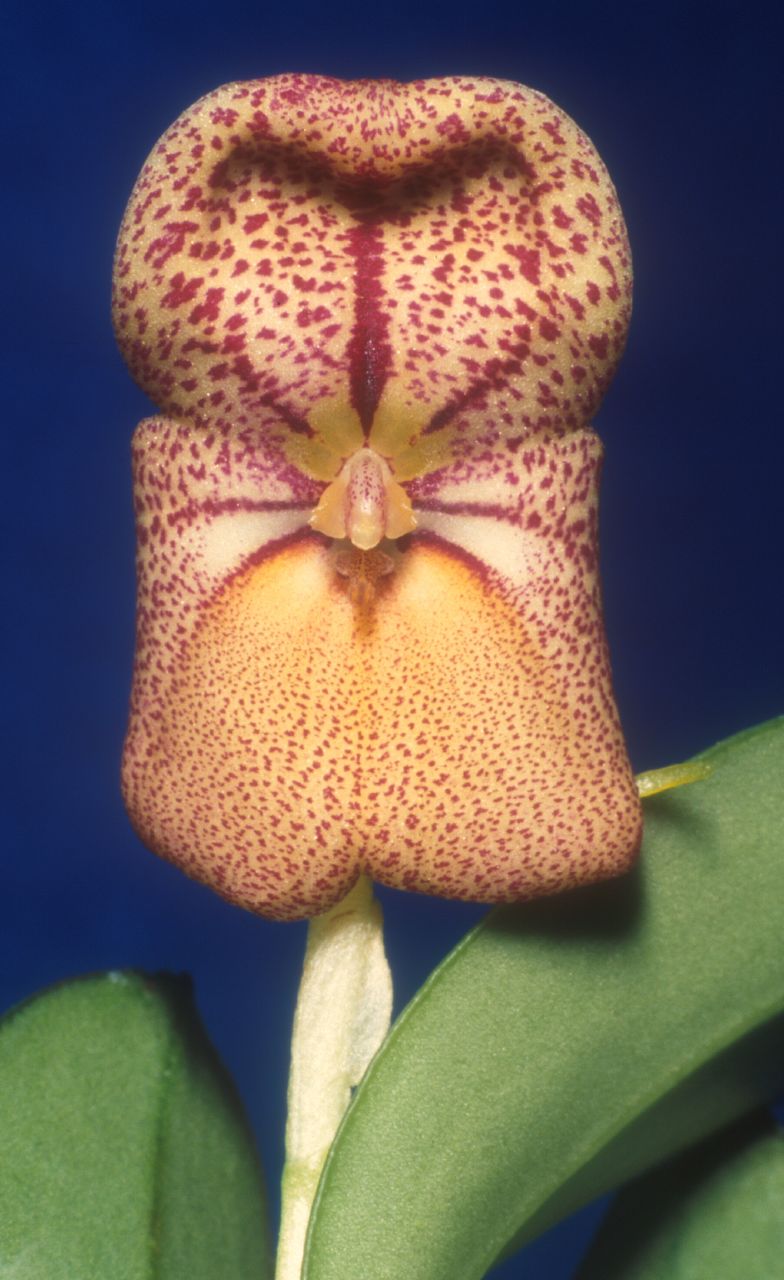 cqs1269561125w.jpg