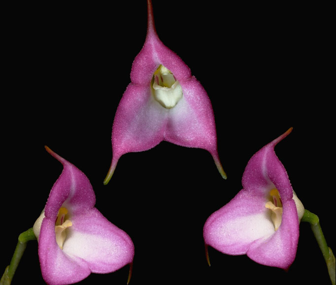 cqs1269561650d.jpg