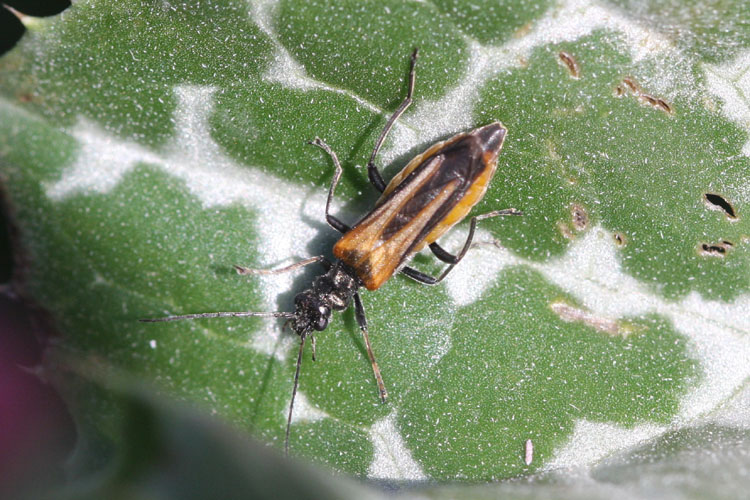 cqs1275798943z.jpg