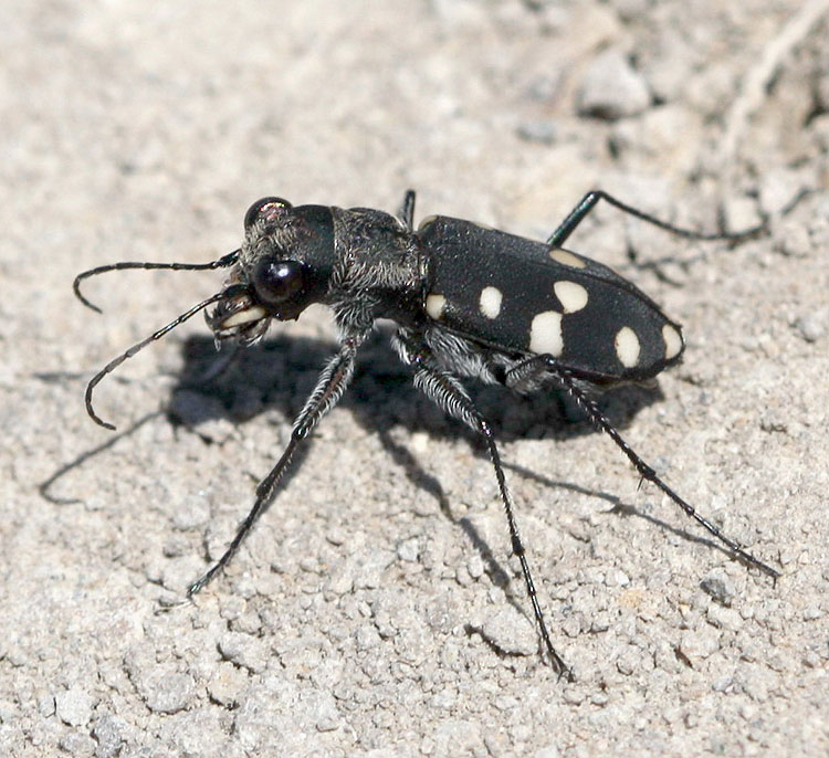 cqs1276218273v.jpg