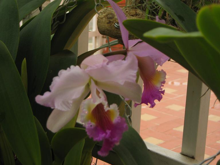 cqs1276239735r.JPG