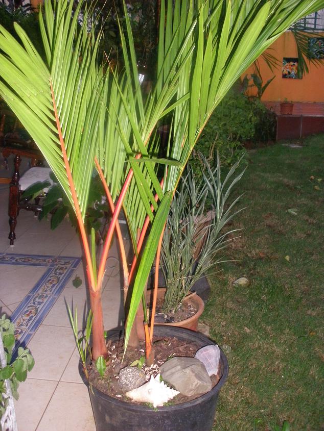 cqs1278531884u.JPG