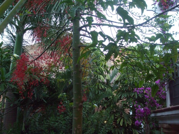 cqs1279775269v.JPG