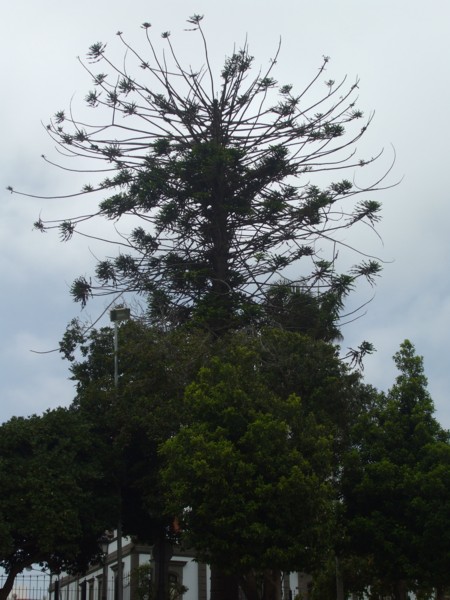 cqs1280204869i.JPG