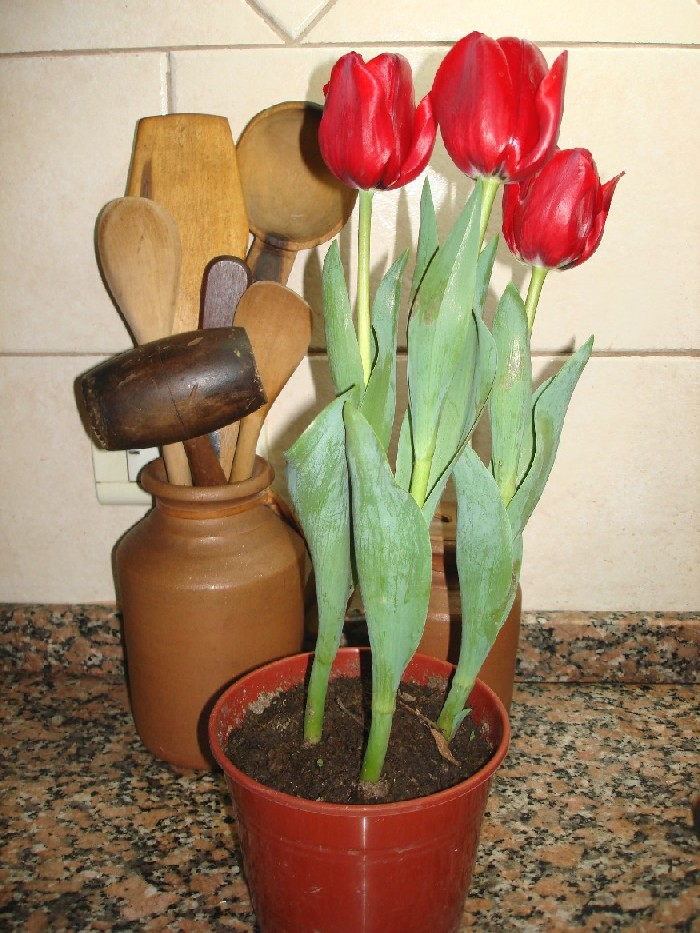 cqs1282259538n.JPG