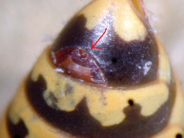 cqs1282863815c.jpg