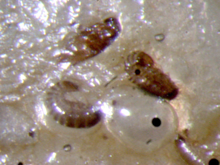 cqs1282864986f.jpg