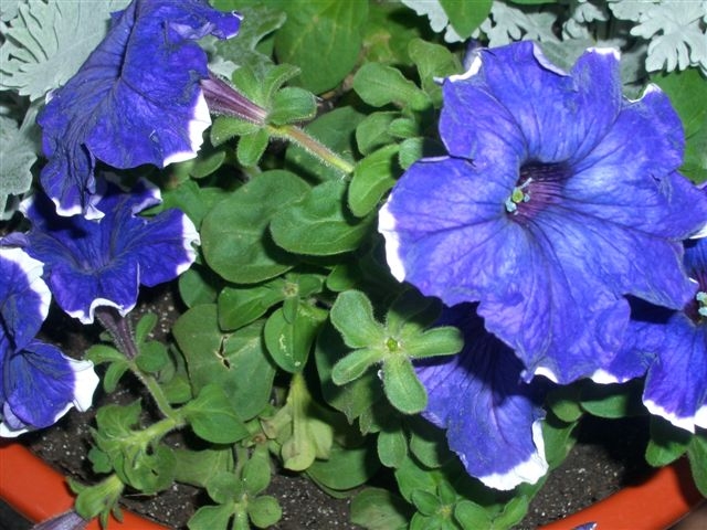 cqs1283189832l.jpg