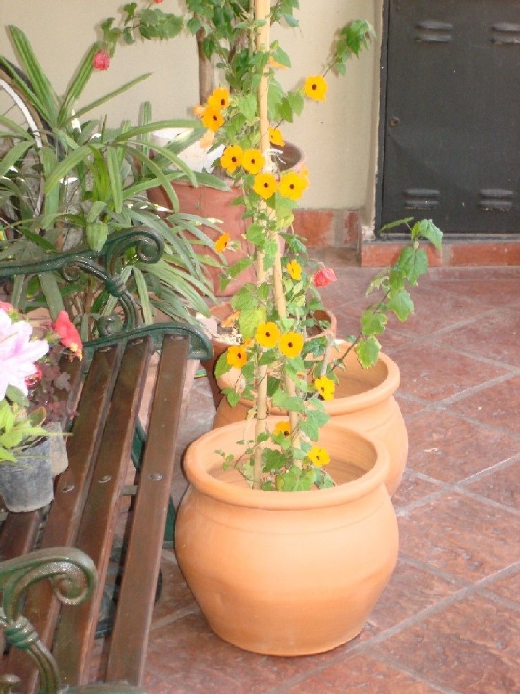 cqs1284955083p.JPG