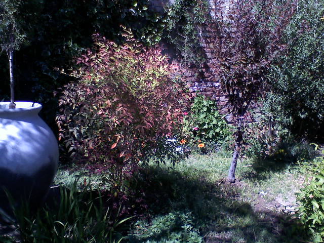 Fotos de nuestras plantas de interior y exterior (8)