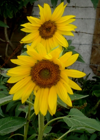 cqs1285731414x.JPG