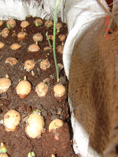 cqs1287434633s.jpg