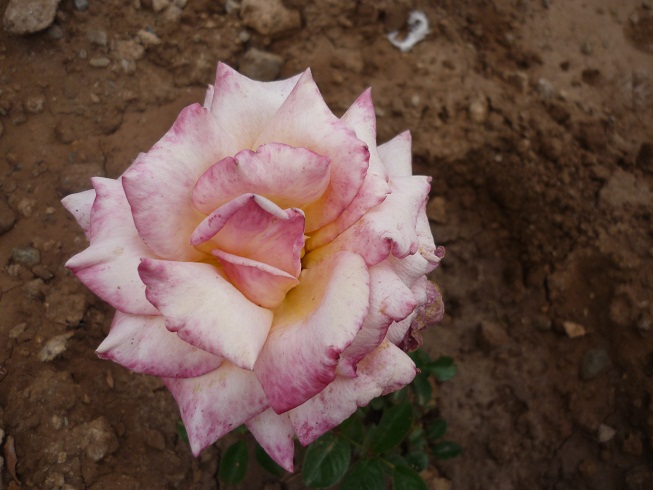 cqs1288169769i.JPG