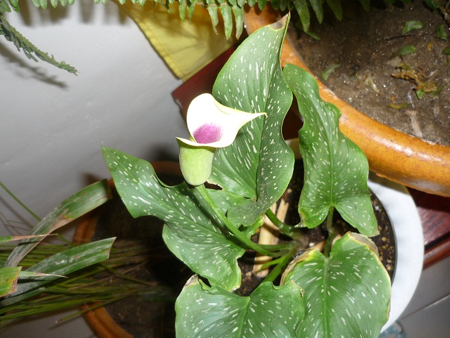 cqs1288593714a.JPG