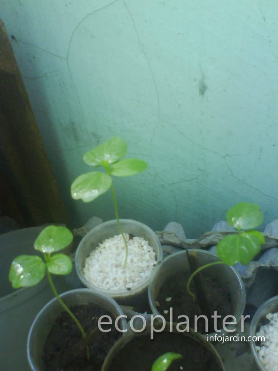 cqs1291179614p.JPG