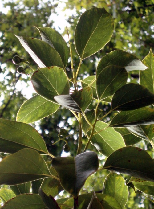 cqs1298026974c.jpg