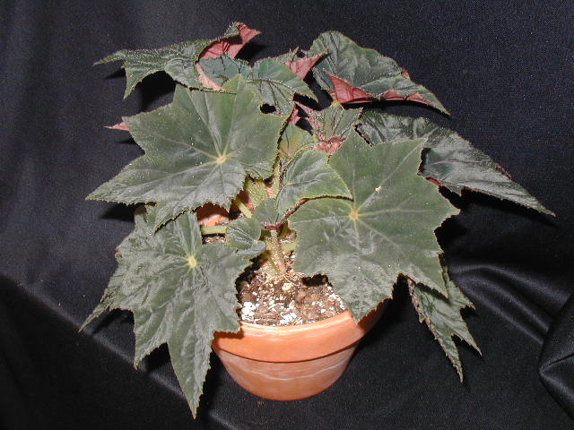cqs1298387531j.jpg