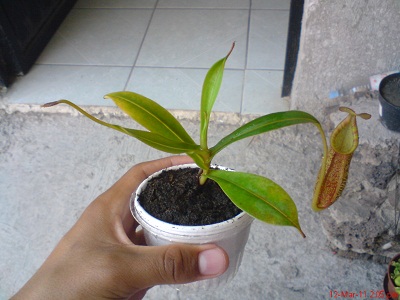 cqs1299974834u.jpg