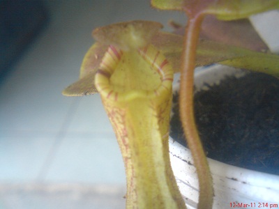 cqs1299975300s.jpg