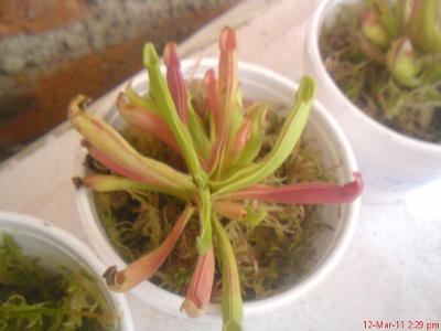 cqs1299976514a.jpg