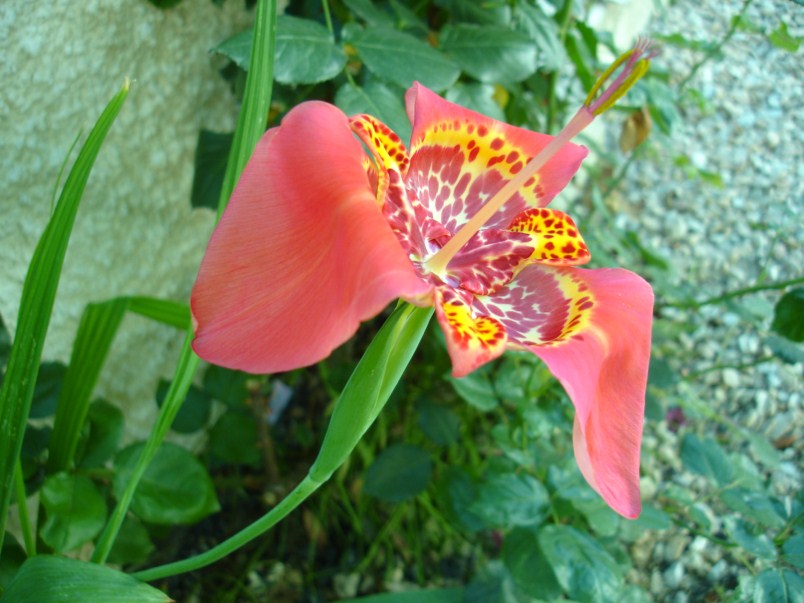 cqs1306100400q.JPG