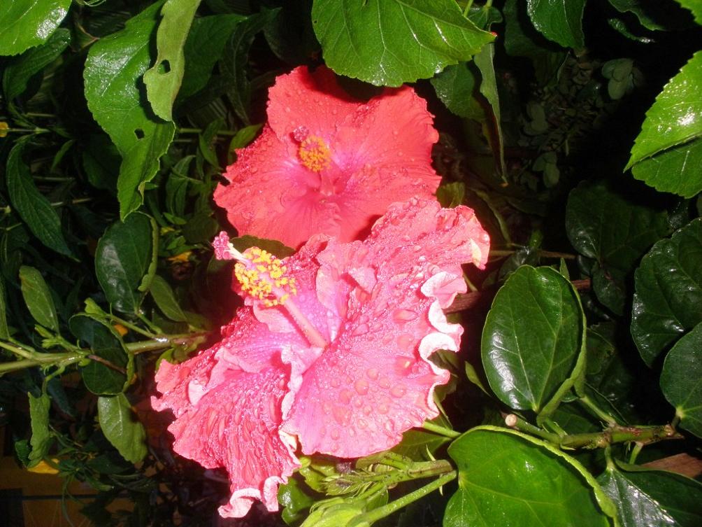 cqs1306835405e.JPG