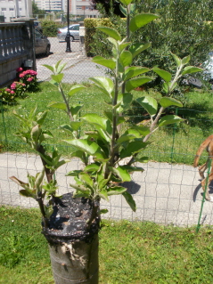 cqs1307391429w.jpg