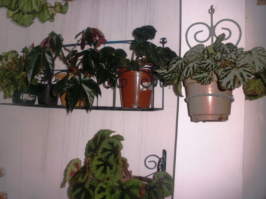 cqs1311503254b.JPG
