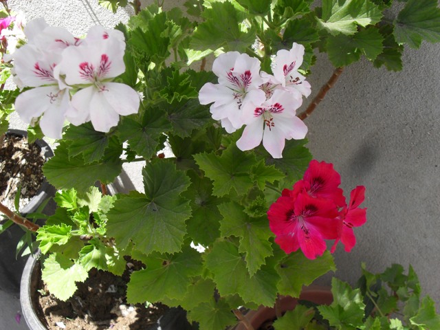 cqs1311517965x.JPG