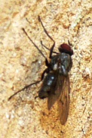 cqs1311842026p.JPG