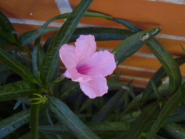 cqs1311848333r.JPG