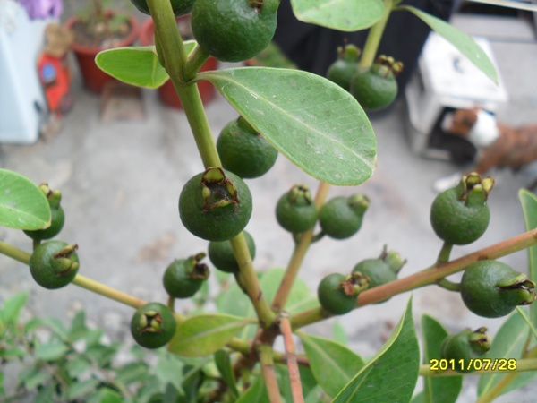 cqs1311879112p.JPG