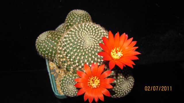 cqs1311905721w.JPG