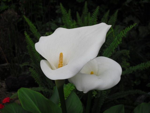 cqs1311906295s.JPG
