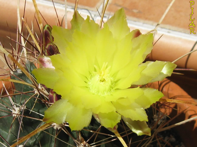 cqs1311950644n.jpg