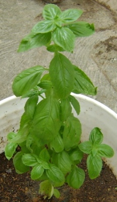 cqs1312029991o.JPG