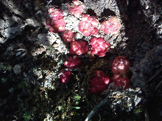 cqs1312128913m.jpg