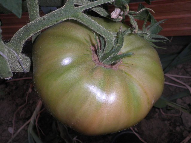 cqs1312137356y.JPG