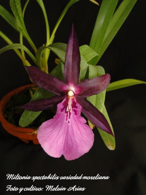 cqs1312145587e.JPG