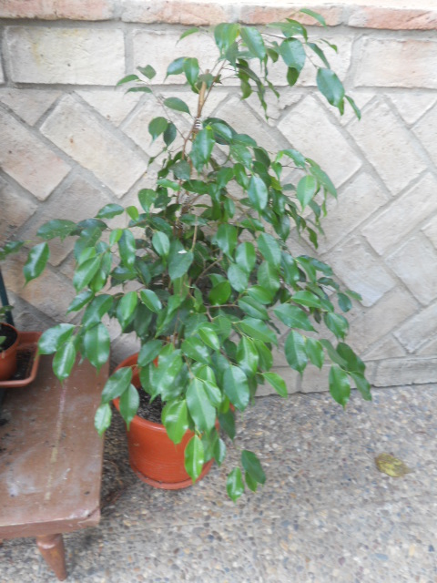cqs1312301670y.JPG