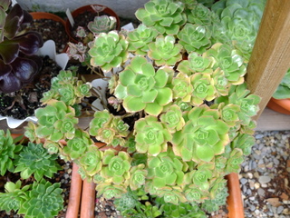 cqs1312315441b.JPG
