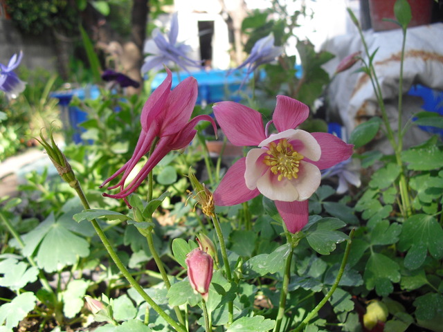 cqs1312315845s.JPG