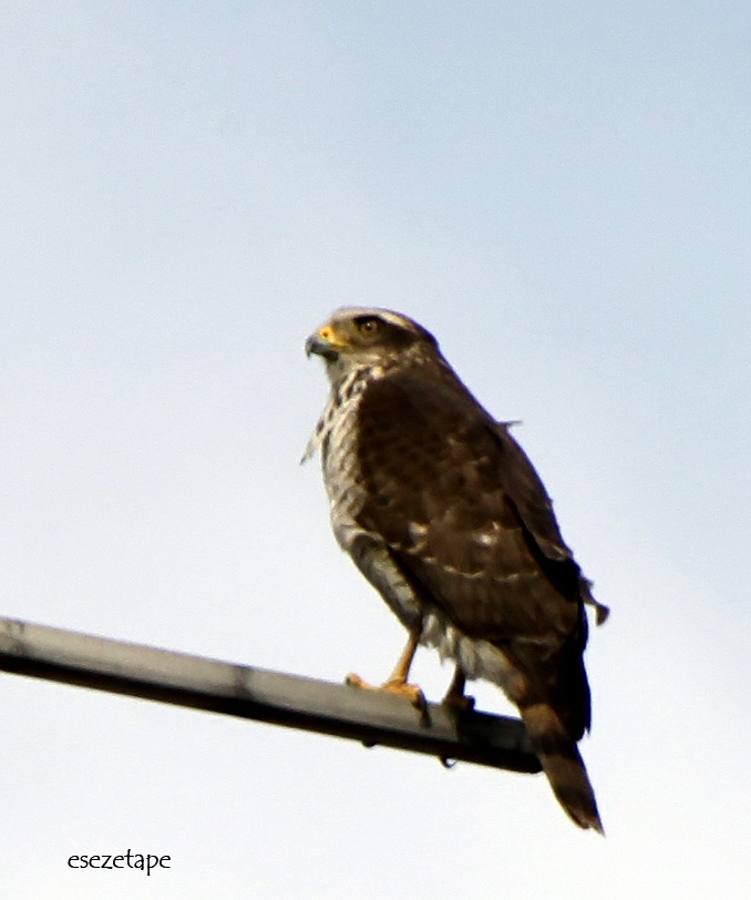 cqs1312330232e.jpg