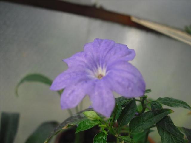 cqs1312332211h.JPG