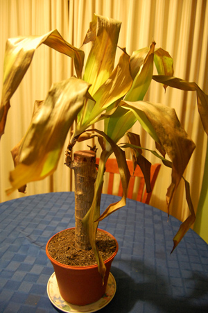cqs1312335441q.JPG