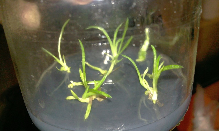 cqs1312348262l.jpg