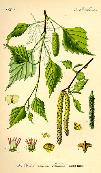 cqs1312361536x.jpg