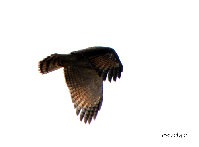 cqs1312381738w.jpg