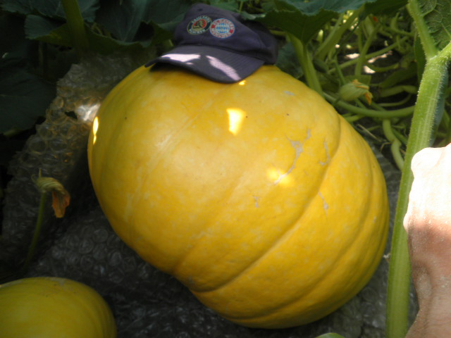 cqs1312392890b.JPG