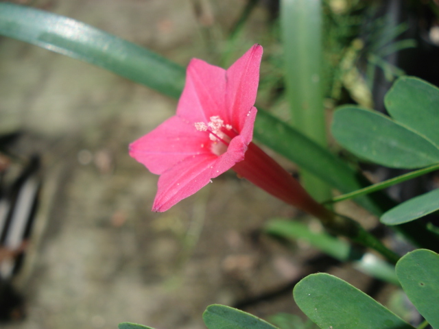 cqs1312416627s.JPG